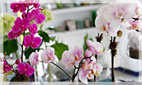 Dial a Flower Orchid Flower Arrangements