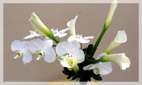 Dial a Flower White Flower Arrangements